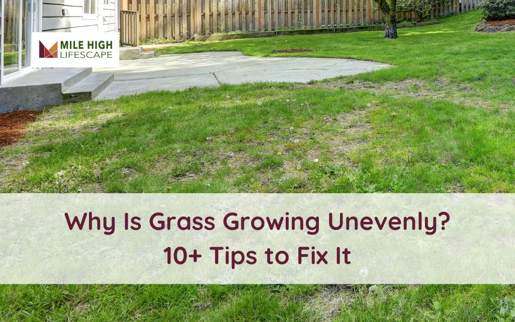 grass growth unevenly