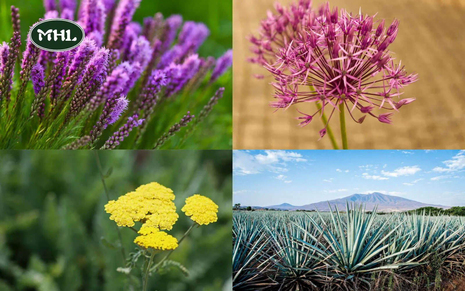 Which Xeriscape Landscaping Plants Are Commonly Used?