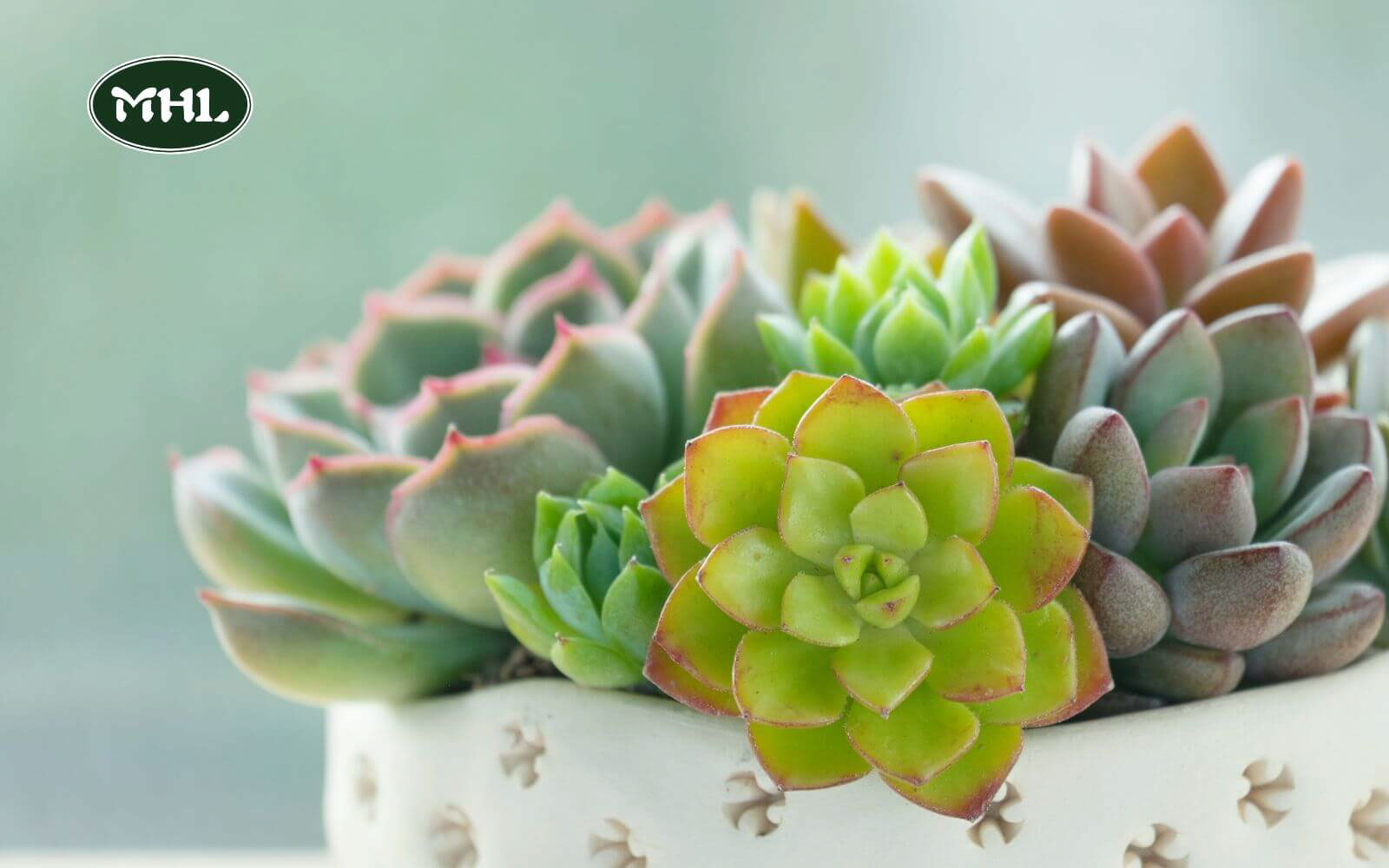 17 Low-Maintenance Front Yard Landscaping Ideas: Opt For Succulents