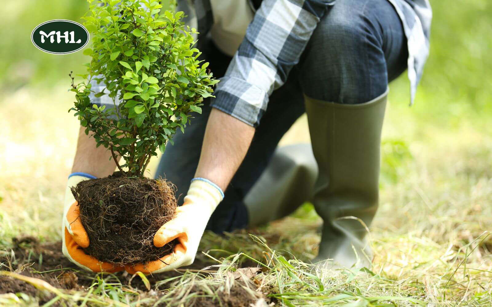 Tree And Landscaping Services, Tree Service: Planting