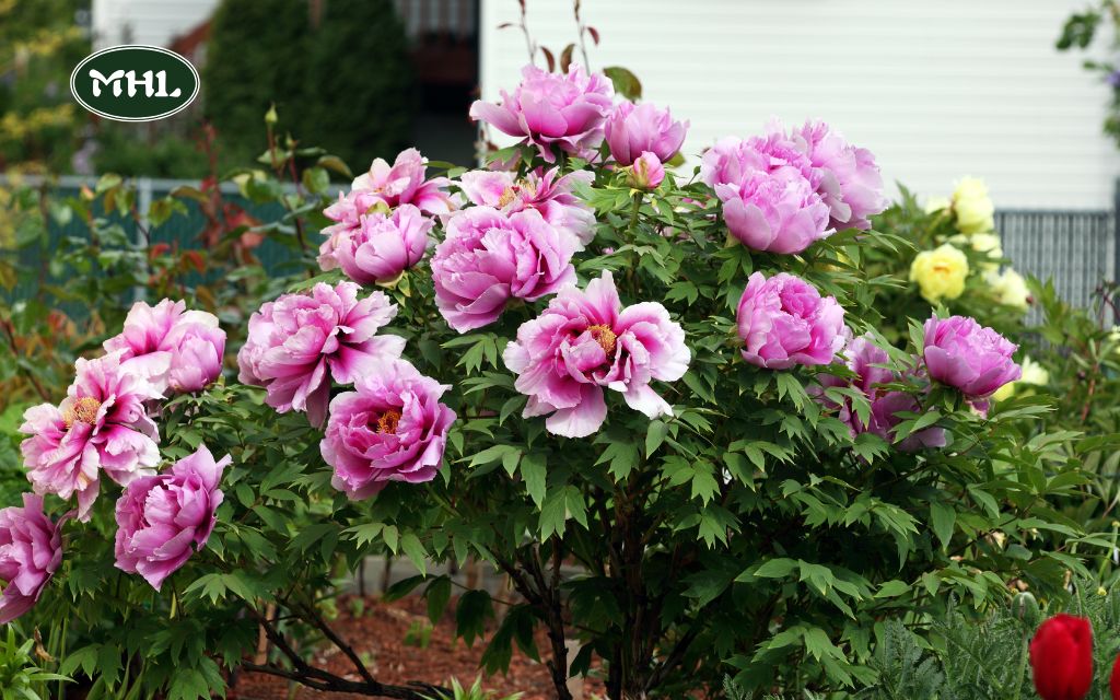 4 Peony Garden Design Ideas