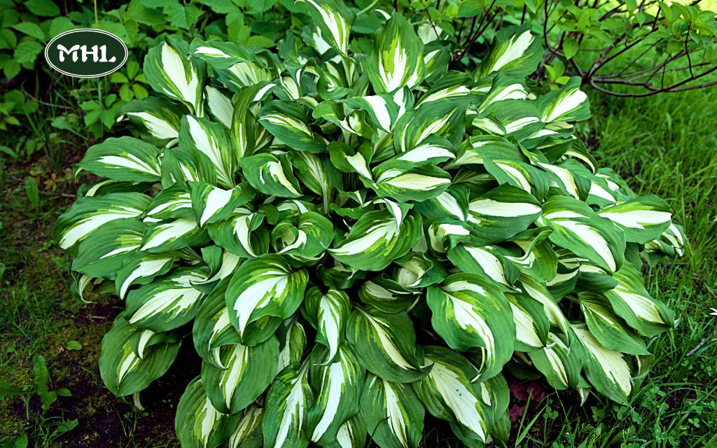 7 Front Yard Hosta Garden Design Ideas