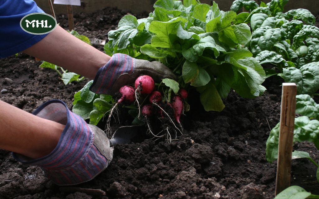 7 Vegetable Garden Design Ideas