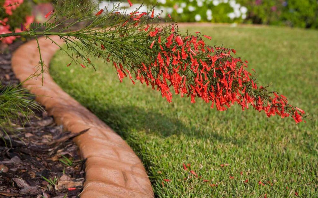 Brick-Edged Beds for Classic Front Yards
