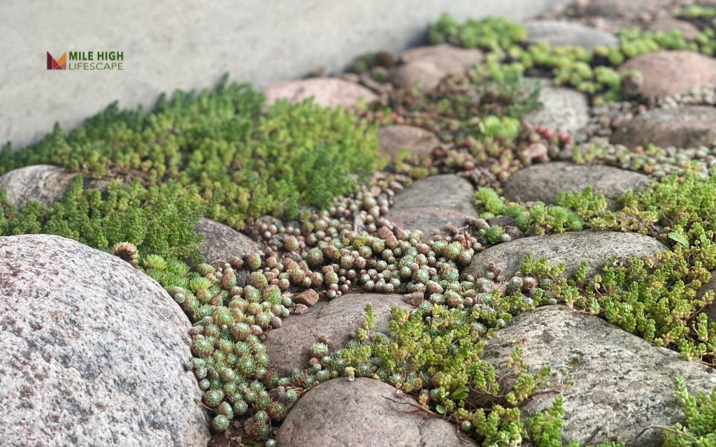 Decomposed Granite with Agastache and Sedum