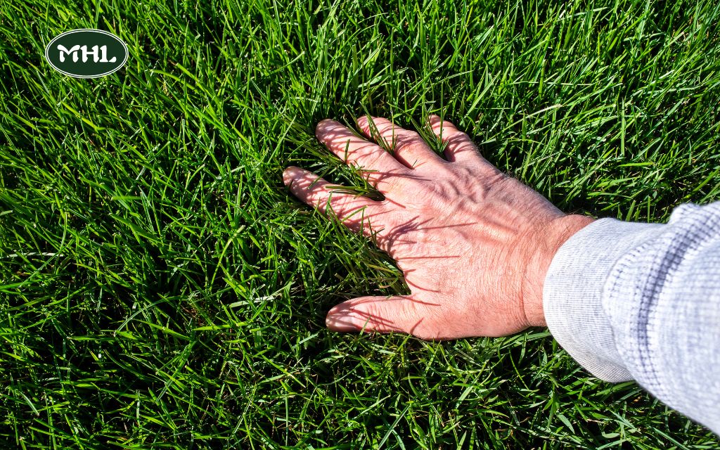 FAQs About Lawn Care Denver for the best services