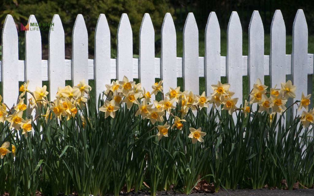 Fence Backdrop with Flower Bed Layering