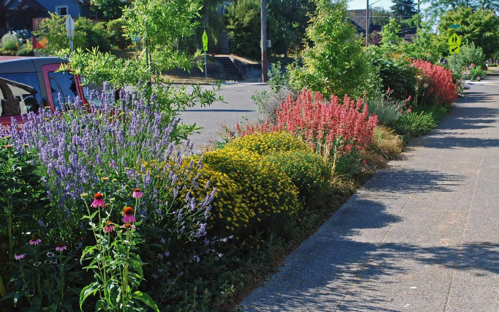 Flower Strip Between Driveway and Sidewalk with Creeping Thyme