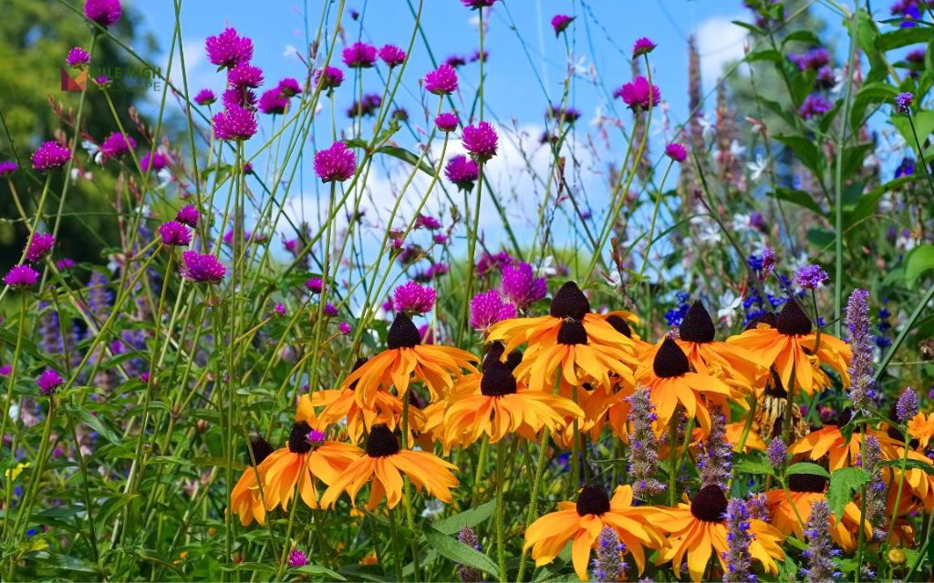 Full Sun Combo: Lavender, Salvia, Black-Eyed Susan