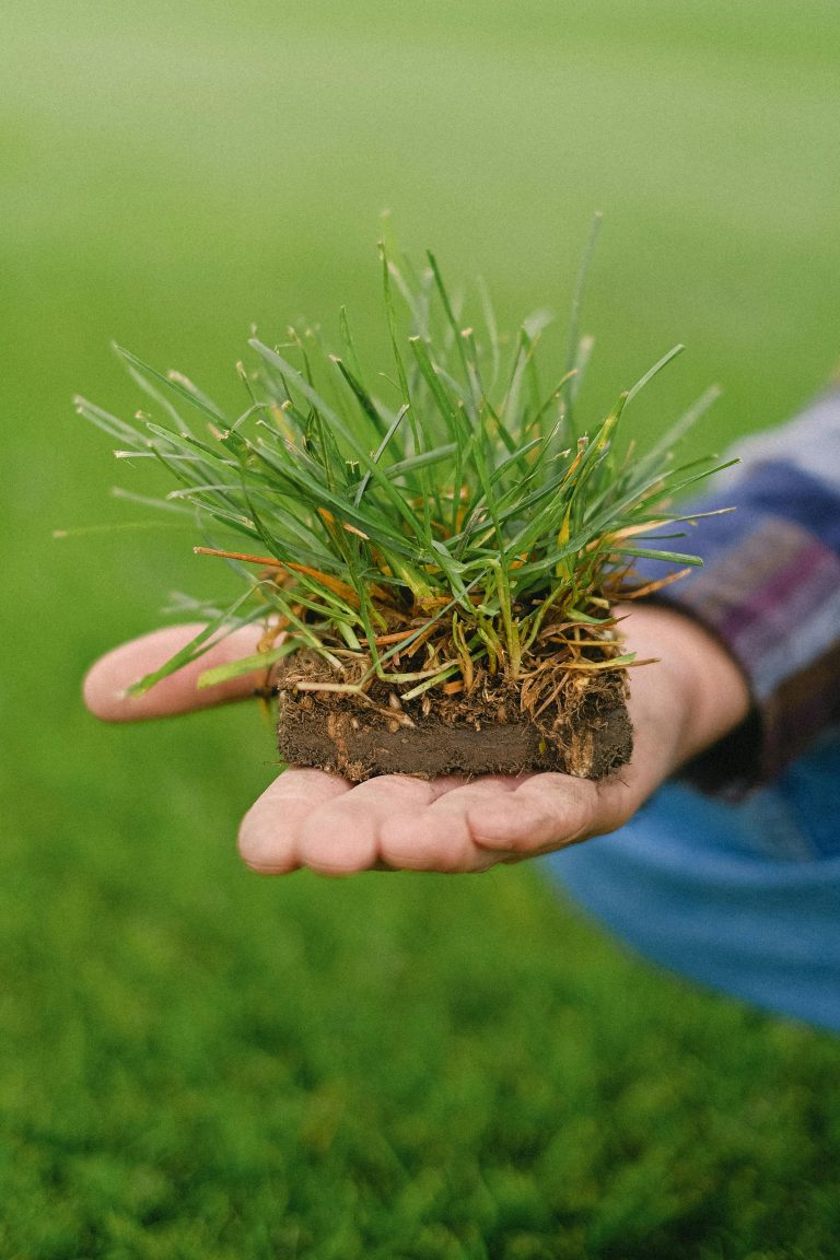 a person holding a small piece of dirt with grass growing out of it