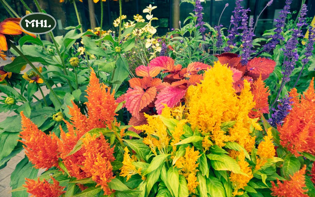 Line Pathways With Bright, Colorful Plants