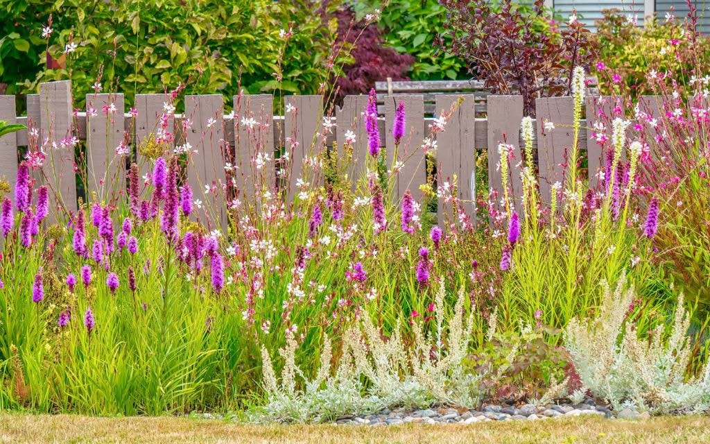 Linear Flower Strip Along Fences