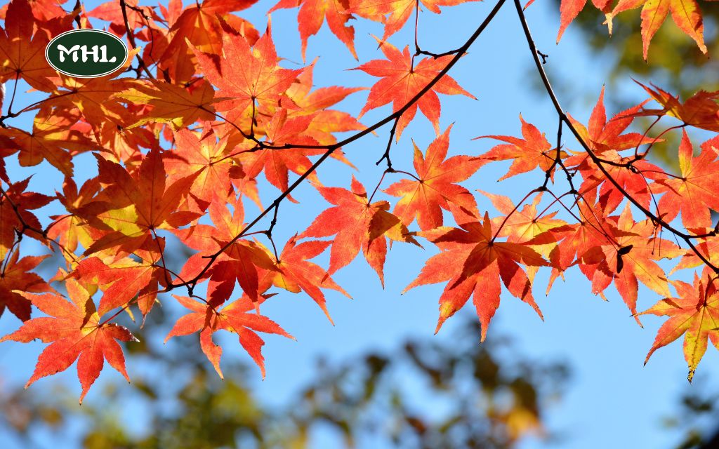 Paperbark Maple