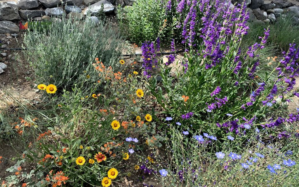 Rock Mulch with Native Penstemon and Yarrow