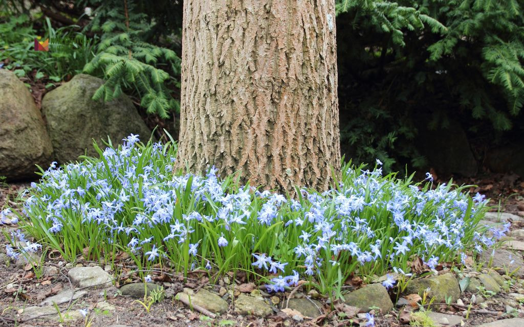 Round Flower Bed Around Trees with Mulch