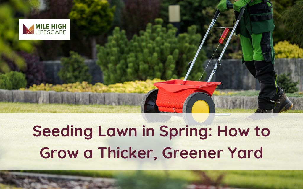 seeding lawn in spring