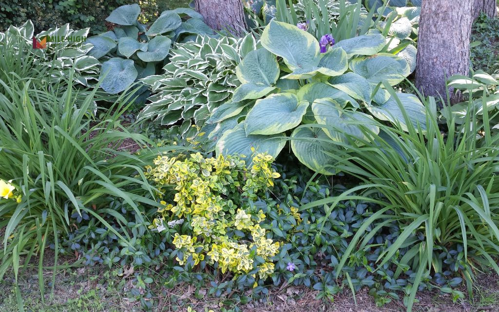 Shade-Loving Bed Under Trees with Vinca and Hostas