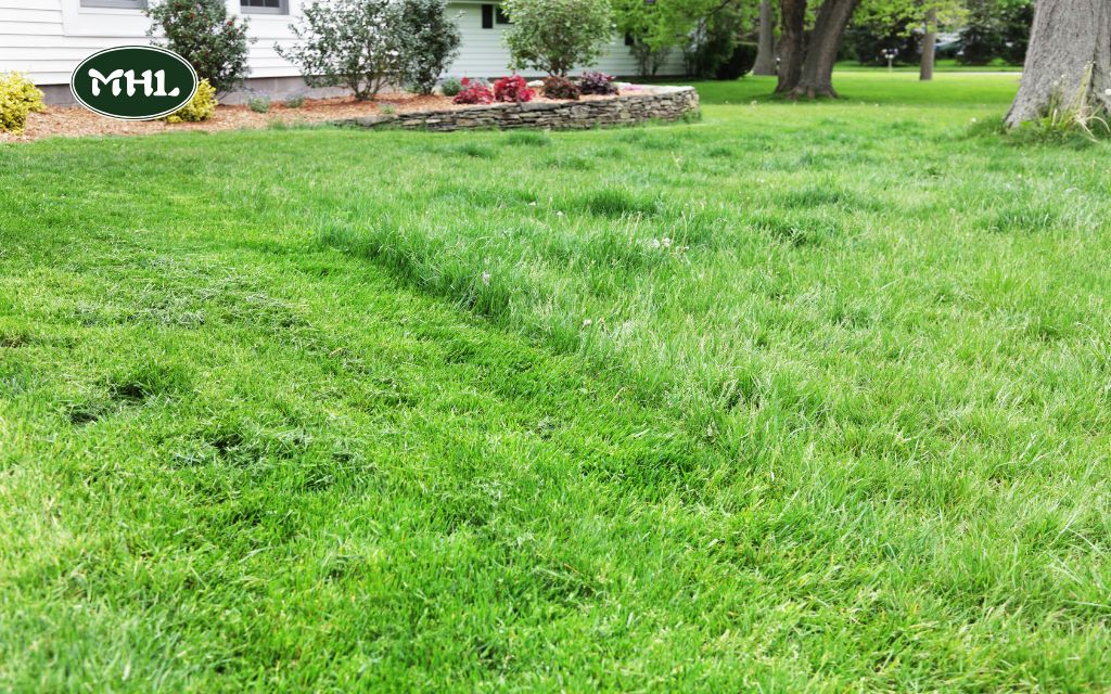 Signs That You Need To Mow Lawn in Spring