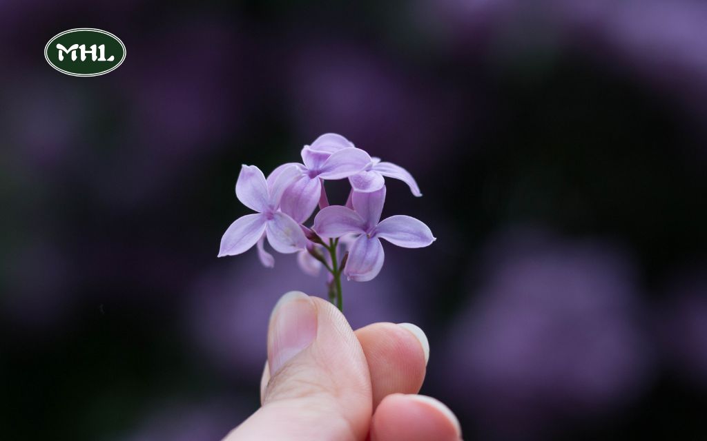 What plants bloom in spring: Tips for Growing Spring Blooms in Colorado