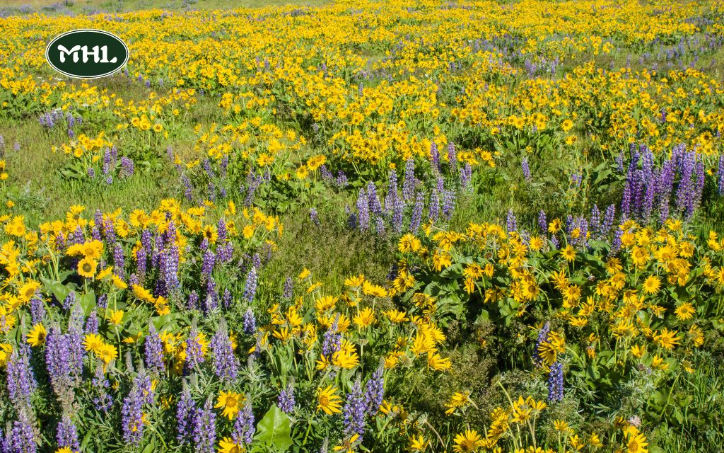 What 14 Stunning Plants That Bloom in Spring in Colorado, US