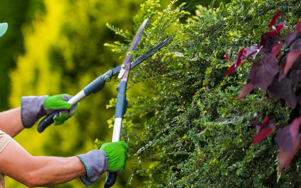 What Is Tree and Lawn Care Service?