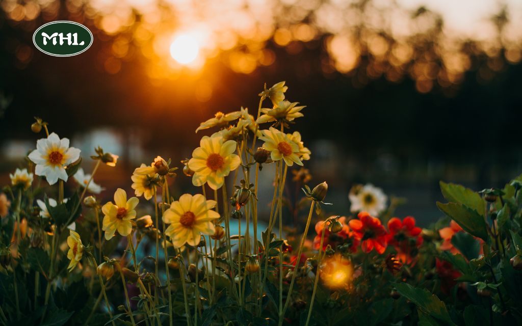 What plants bloom in spring: Native Wildflowers That Signal Spring