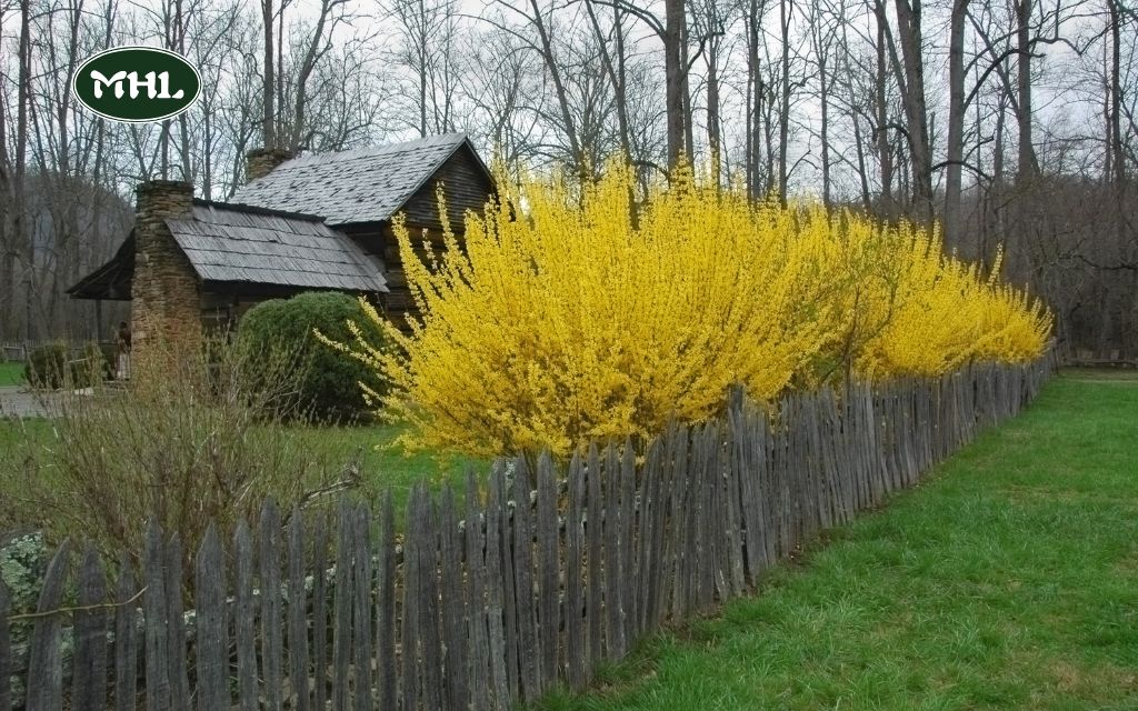 What plants bloom in spring: Popular Garden Perennials for Spring