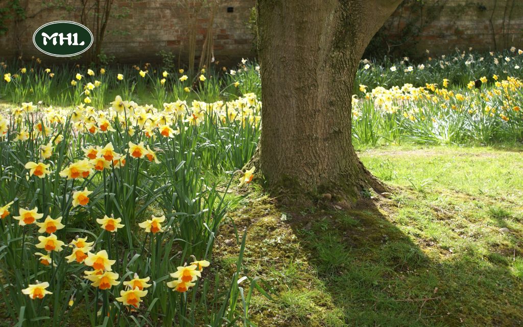 What plants bloom in spring: Shrubs and Trees