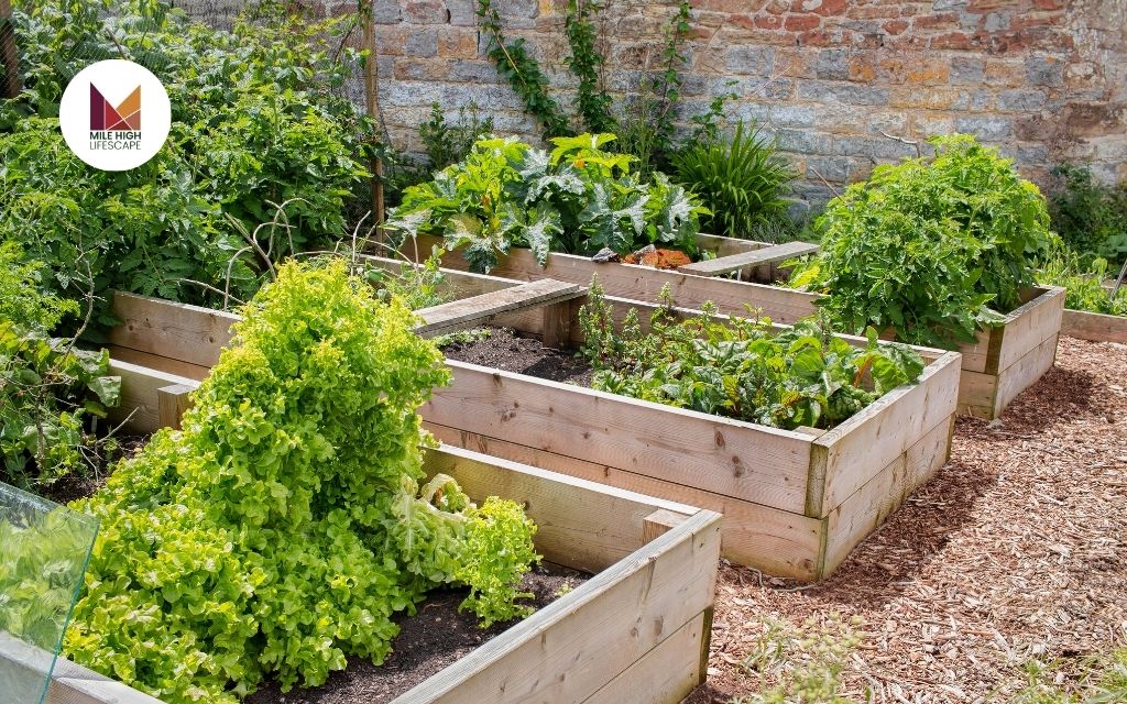 10 Budget-Friendly Garden Bed Ideas for a Beautiful Denver Backyard