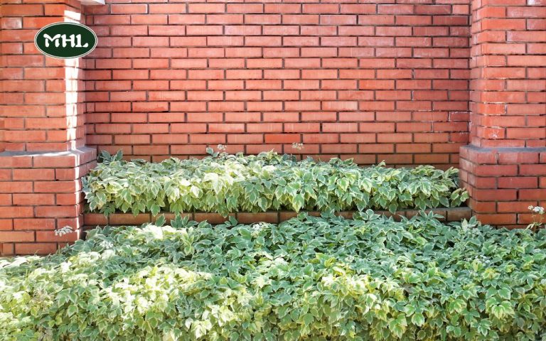 Brick Border for Garden: How to Create Beautiful and Durable Edging