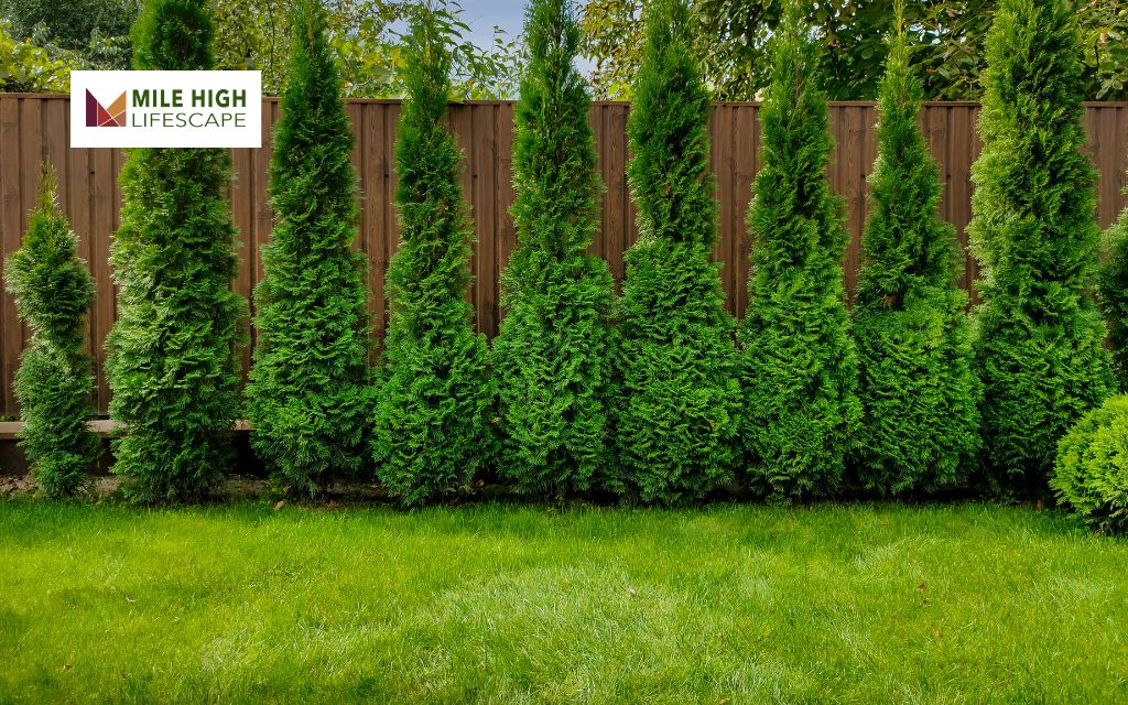 Enhancing Tree Landscaping with Features