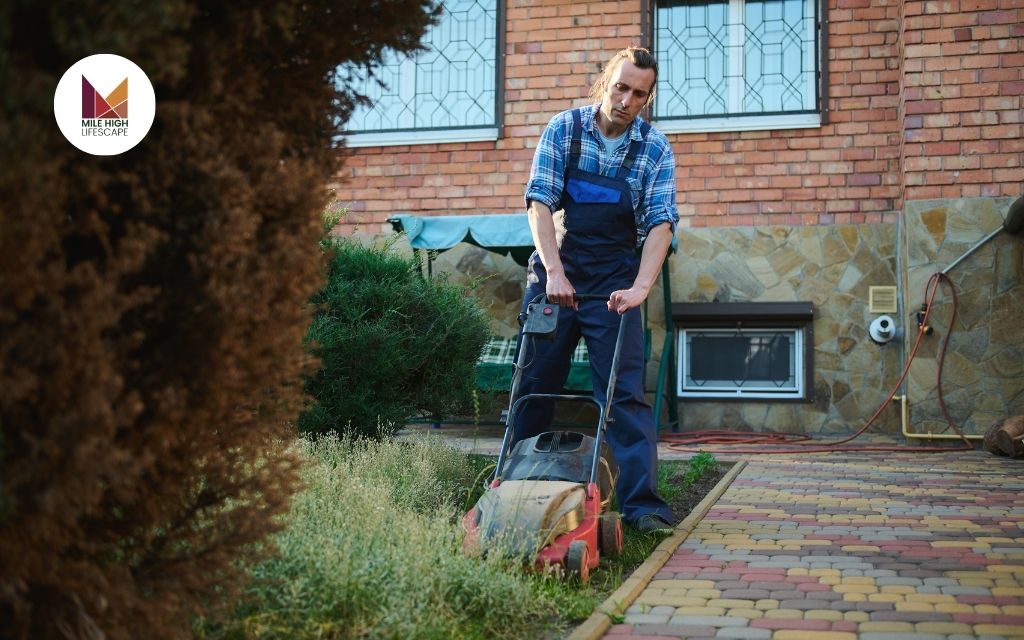 How Often Should You Mow Your Lawn?