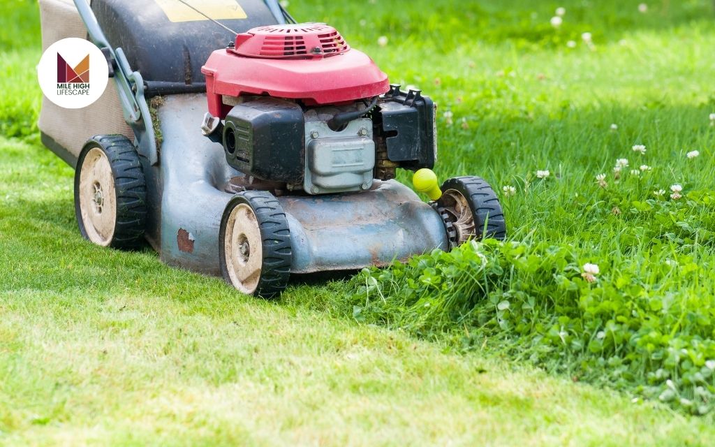 How to Find Reliable Weed Control Services in Your Local Area