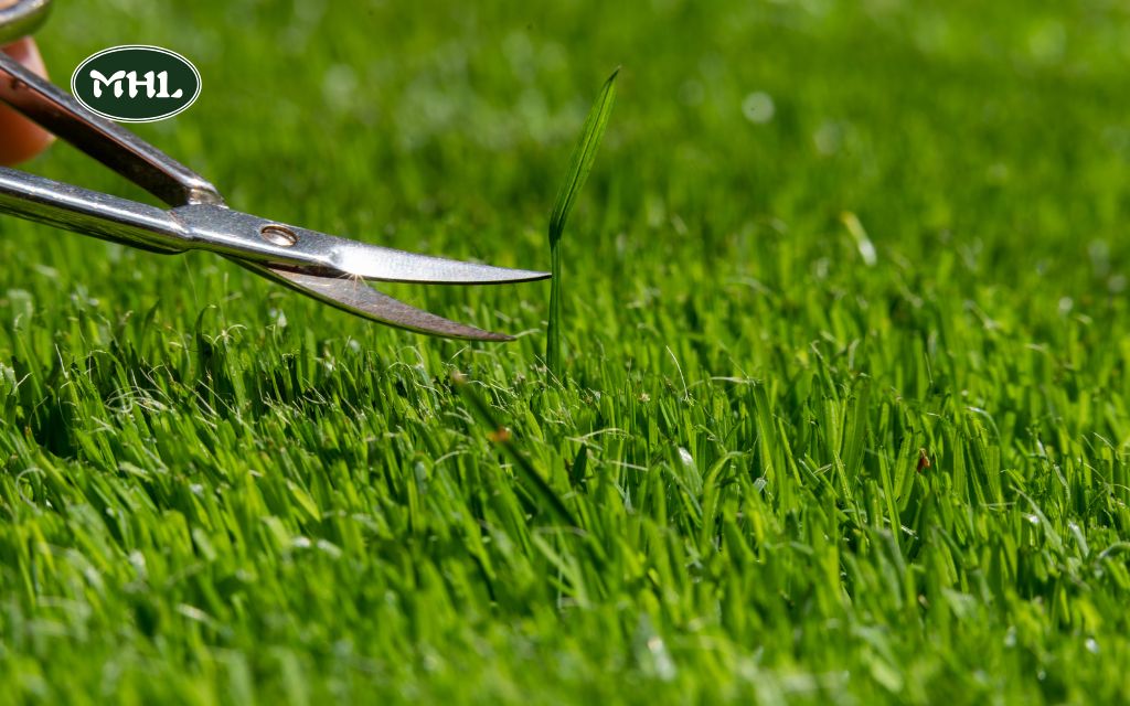 Lawn Trim: How to Perfectly Trim Your Lawn Edges for a Polished Look