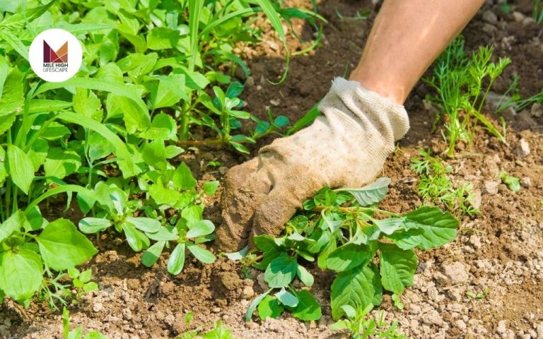 Lawn Weed Control: How to Keep Your Yard Healthy and Weed-Free