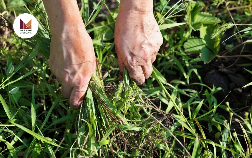 Natural Weed Control Solutions