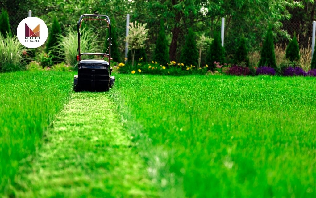 Questions to Ask Before Hiring a Lawn Mowing Around Me