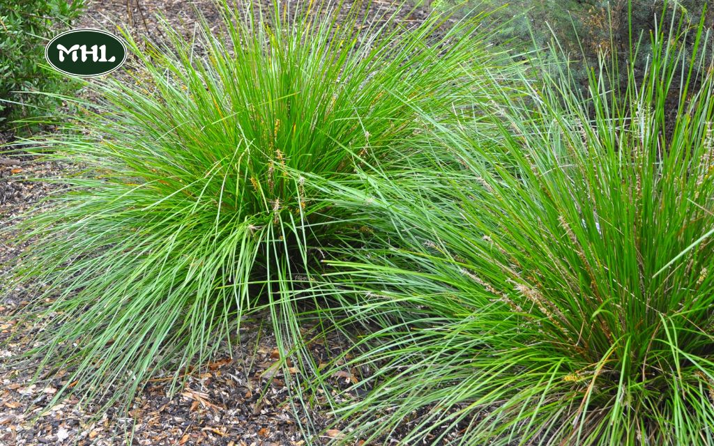 Top Low-Maintenance Short Ornamental Grasses for Denver Landscapes