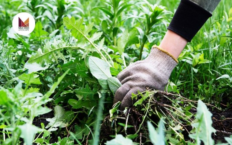 Weed Control: Top 8 Effective Methods for a Weed-Free Yard