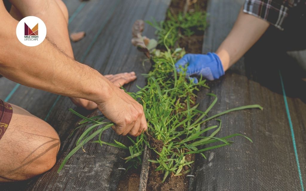 Weed Control Services: What Is It And How to Find Reliable Local Experts