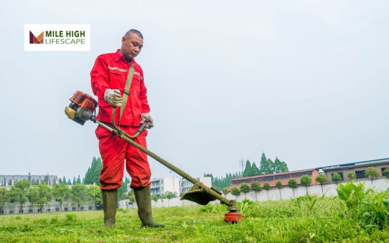 What Are Basic Lawn Care Services and How Can They Keep Your Yard Green and Healthy?