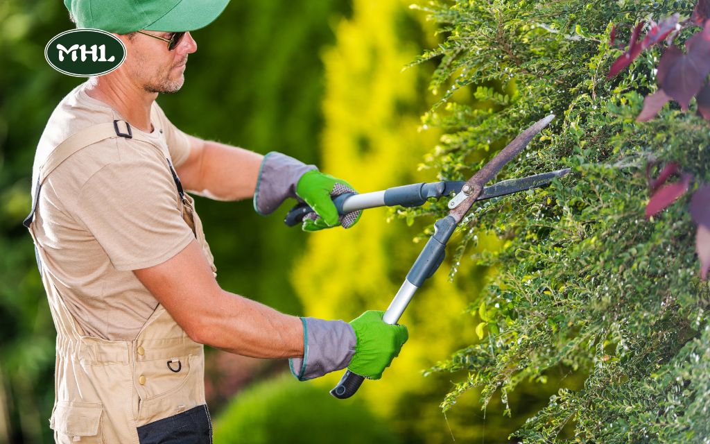 What is The Difference Between Trimming vs Pruning?