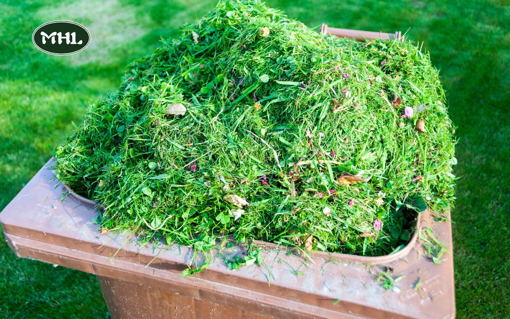 When to Trim Back Ornamental Grasses: Seasonal Care