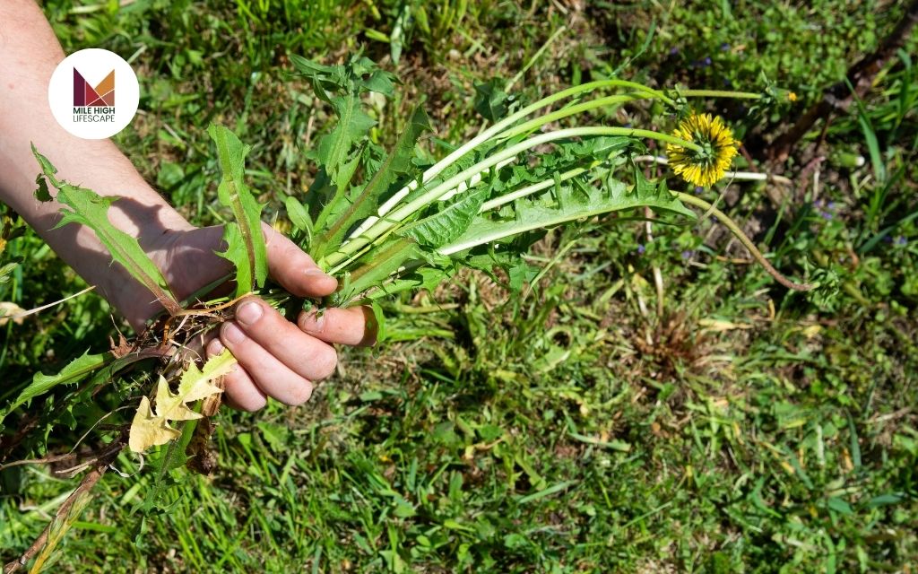 Why Invest in Professional Weed Control Services?