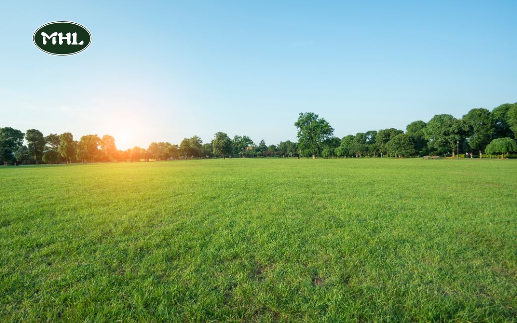 Why Knowing When To Stop Mowing Lawn Is Important?