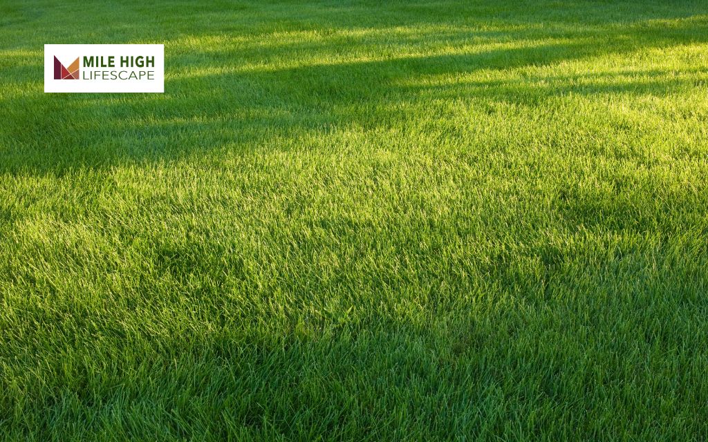 Choose Native and Drought-Resistant Grass