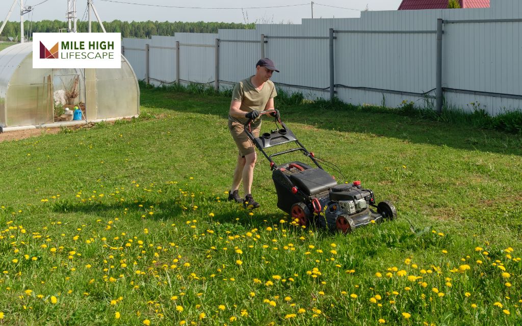 How Often Should You Mow Your Lawn?