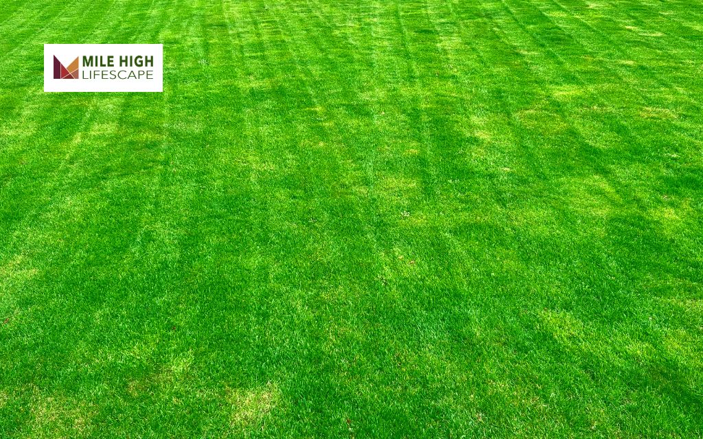 How to Install Fake Lawn: 4 Common Mistakes to Avoid