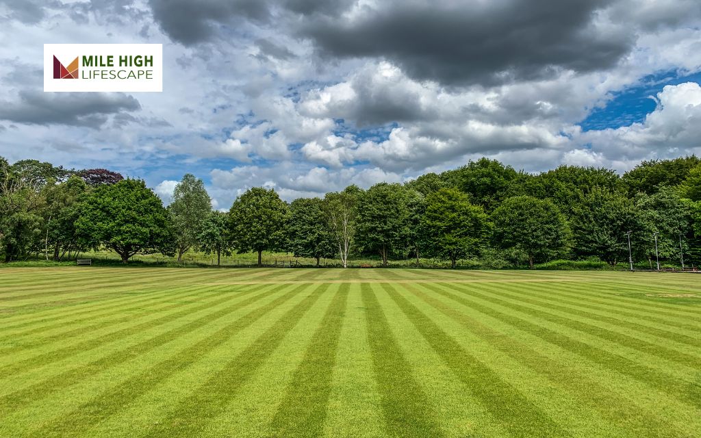 How to Stripe a Lawn: Step-by-Step Guide for a Professional Look