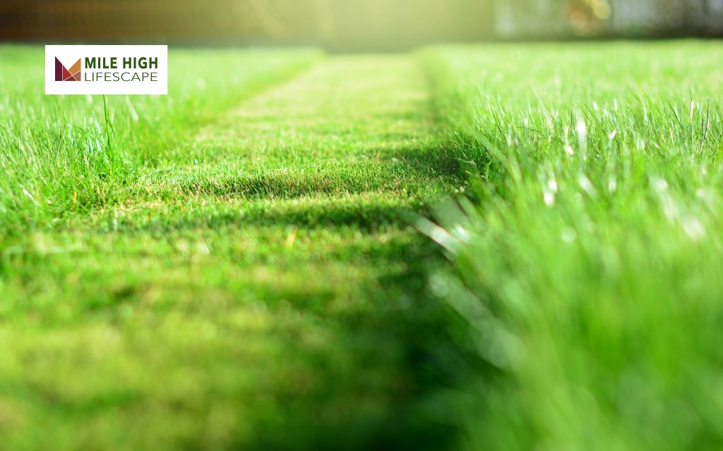 Lawn Care: When and Why It’s Needed